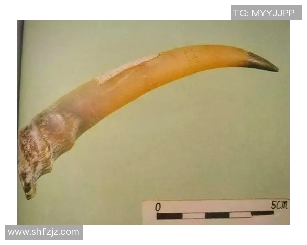 掌握仰泳技巧提升游泳效率与速度的全面指南